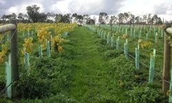 Photo of grapevines
