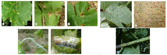 Examples of Downy & Powdery Mildew