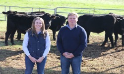 Trial tests canola meal for beef steers