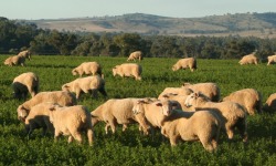 Sheep grazing 250x150
