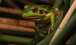 Southern Bell Frog