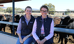 CSU research: Canola meal the real deal for supplementing steers