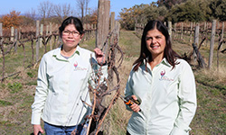 CSU researchers are finalists in Australian Women in Wine Awards