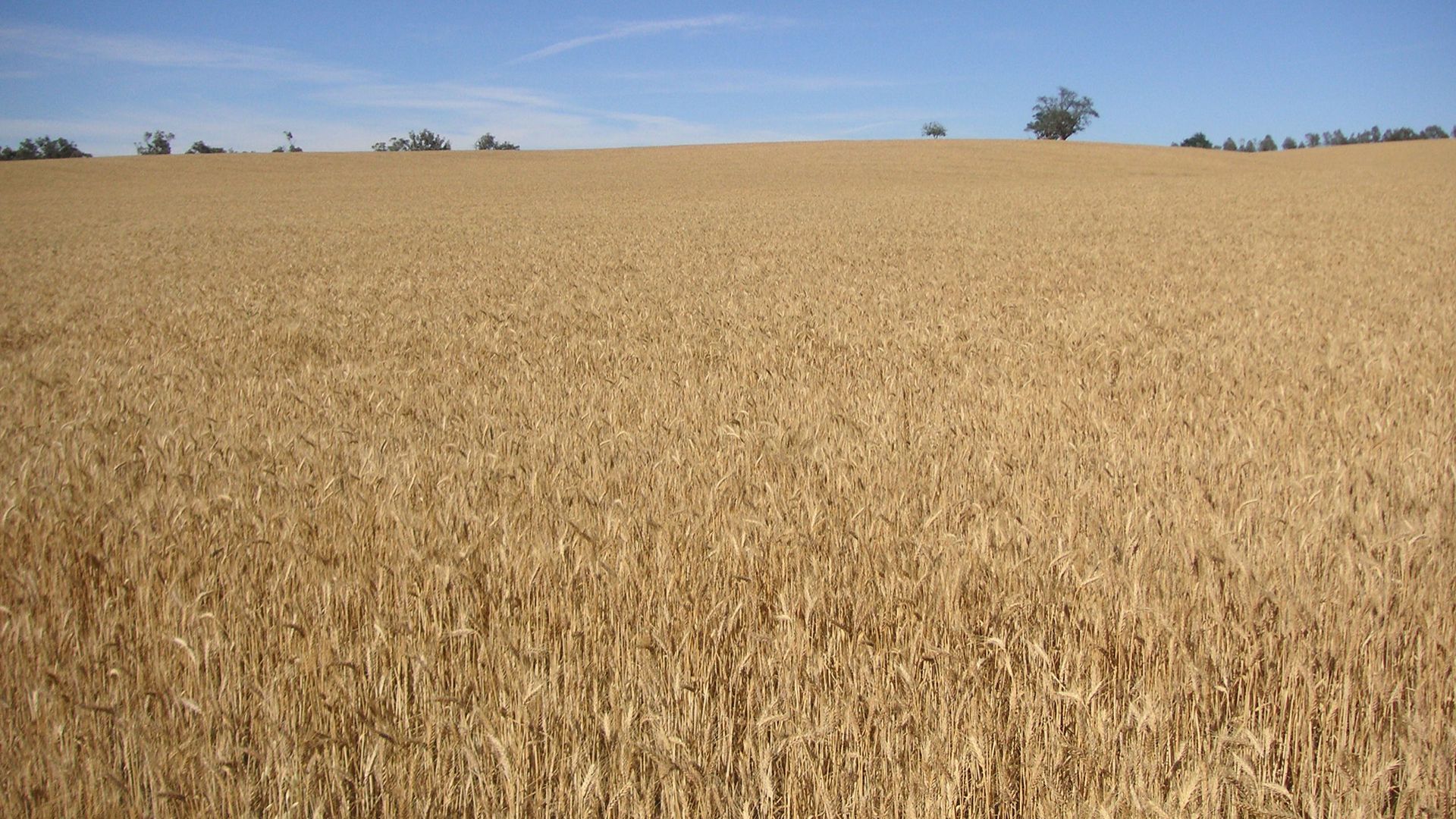 Charles Sturt research: debunking the myth about wheat breeding and allergies