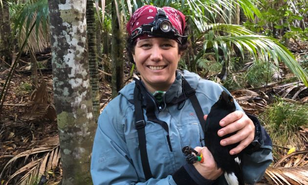 Currawong’s plight  draws Charles Sturt researchers to Lord Howe Island