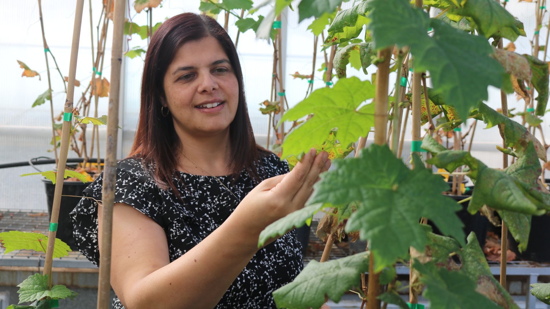 Charles Sturt researchers featured in women in science, technology and engineering publication 