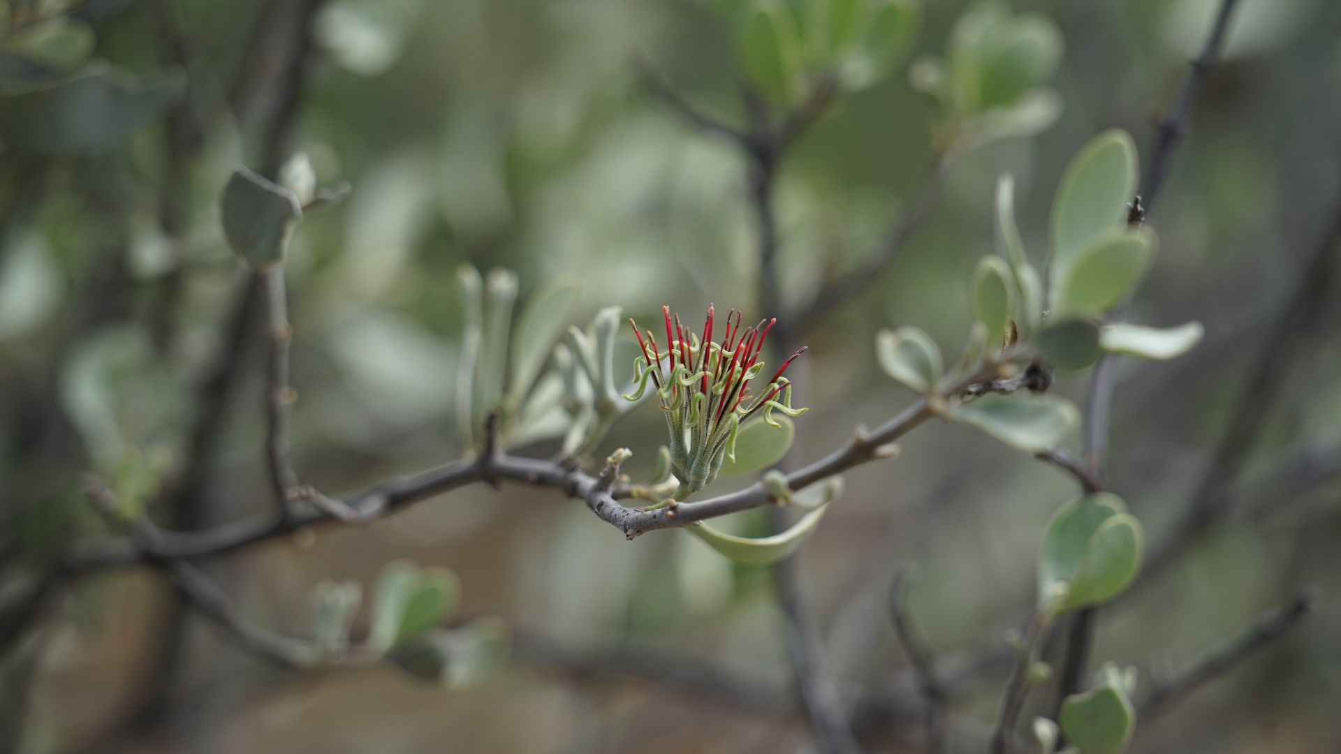 A world after human extinction: life forms we should protect and life forms likely to survive