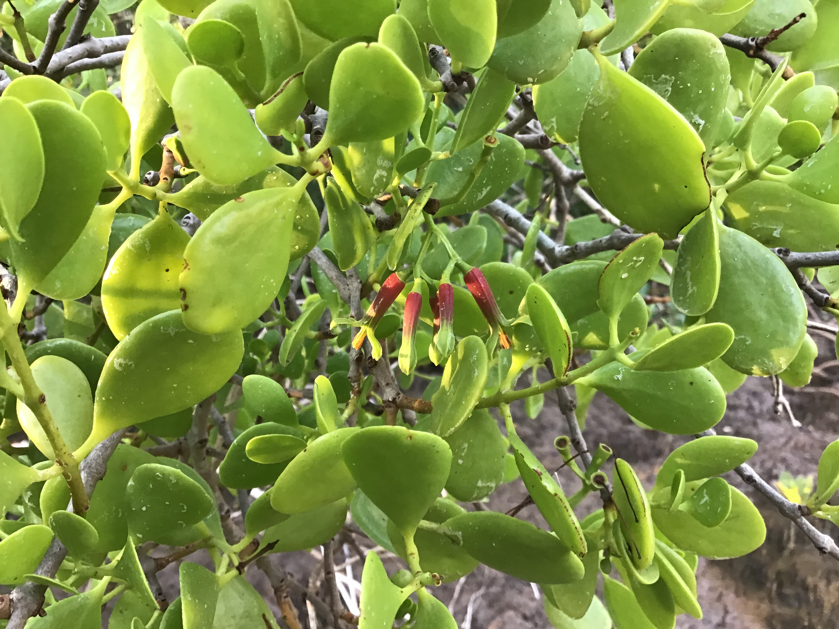 Mangrove mistletoe, found in the top-end of Australia