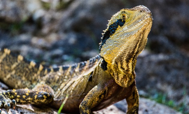 Should I stay or should I go? How Australia’s animals survive bushfires