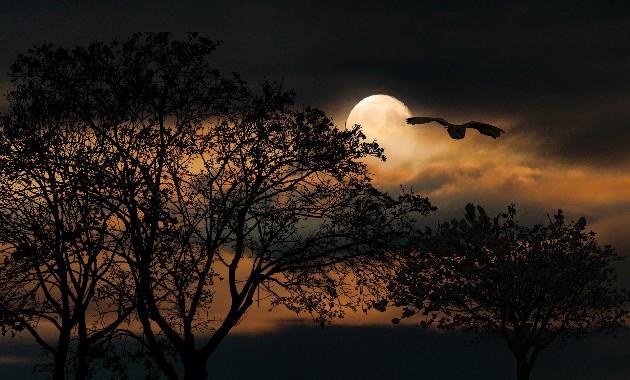 How moonlight changes the behaviour of Australian wildlife