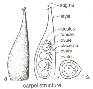 Cross section diagram showing carpel Structure