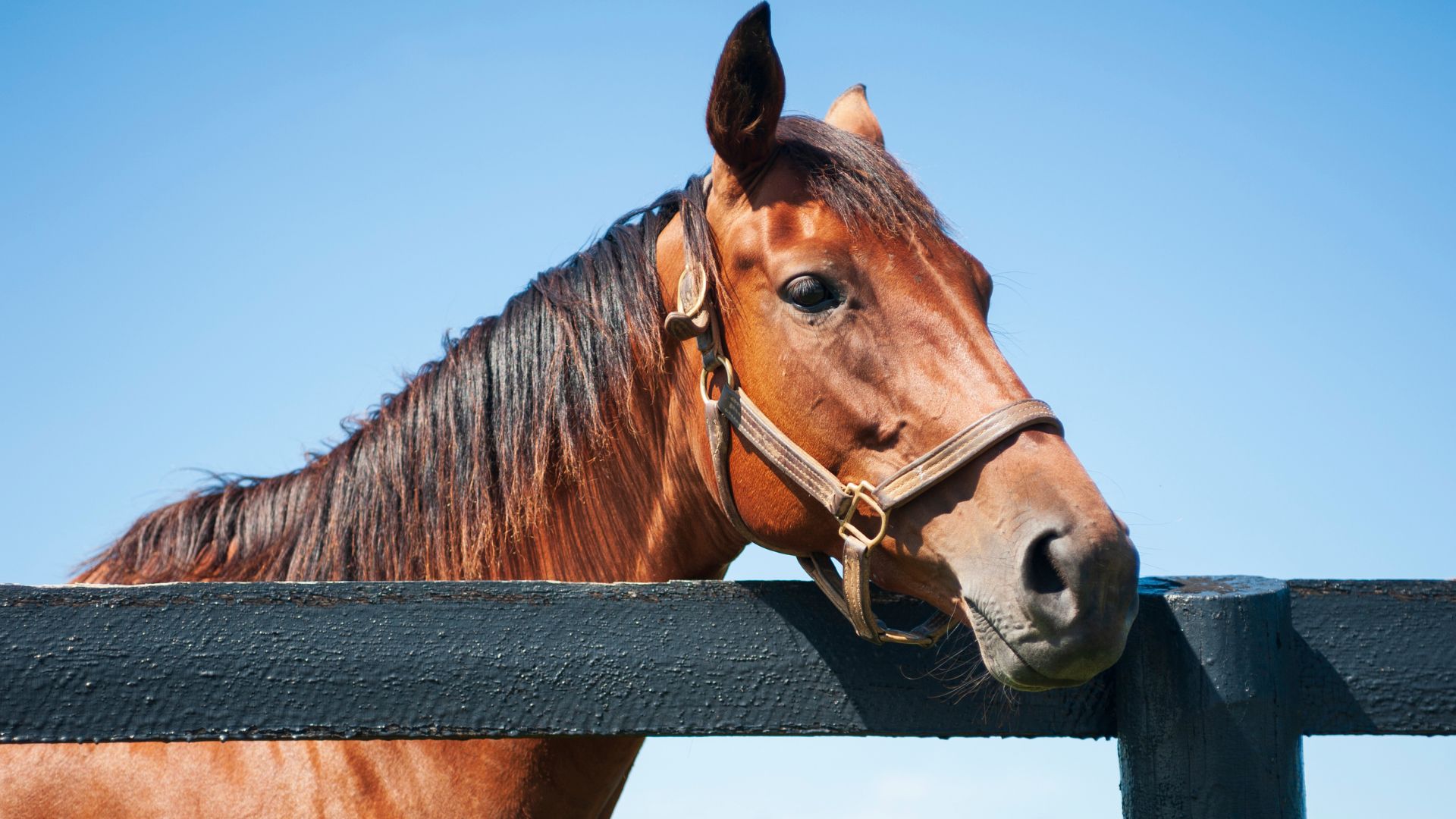 Horse racing traditions make way for updated safer practices 