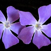 Appears slightly zygomorphic. In the right hand side flower the petals are slightly unevenly spaced but this species would be classified as having actinomorphic flowers.