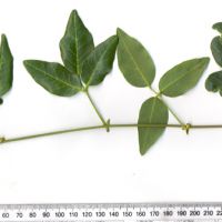 Compound Leaves - Trifoliolate