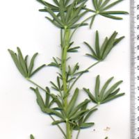 Compound Leaves - Palmate