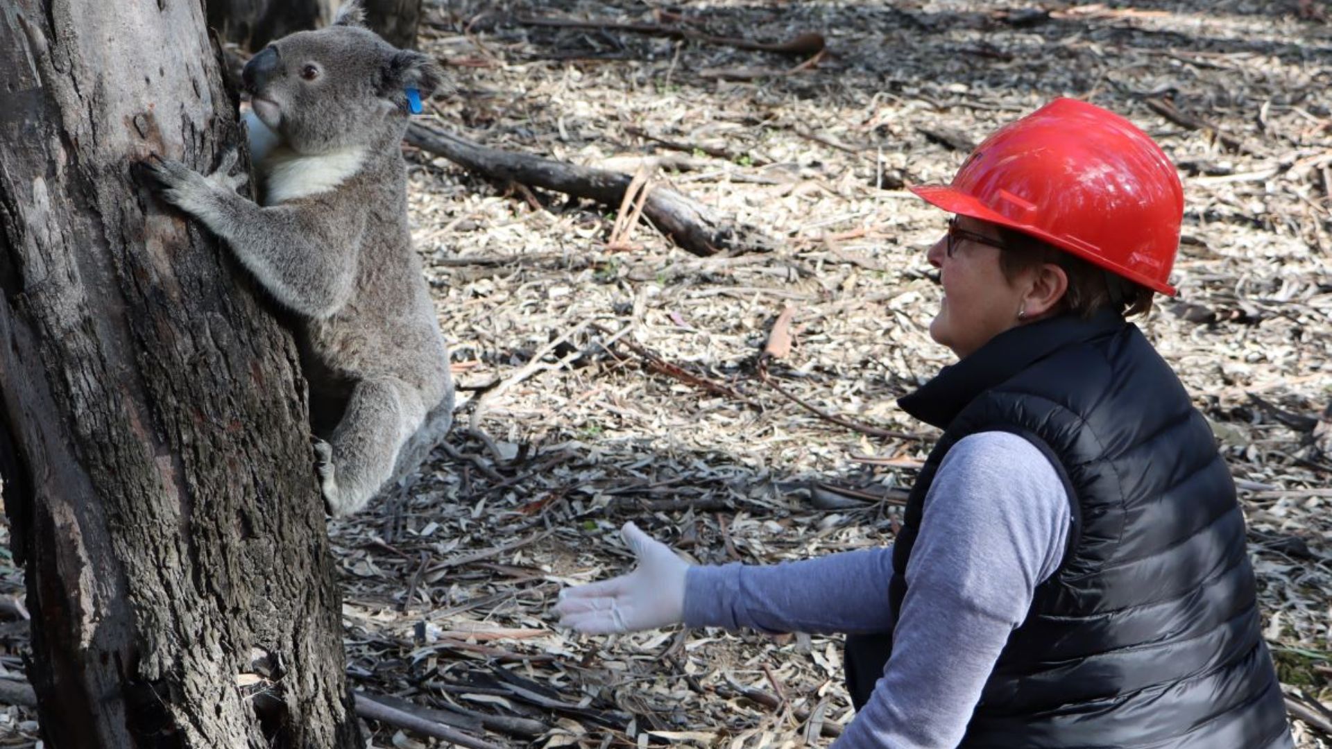 How much can a koala bear before it faces extinction? - CSU News