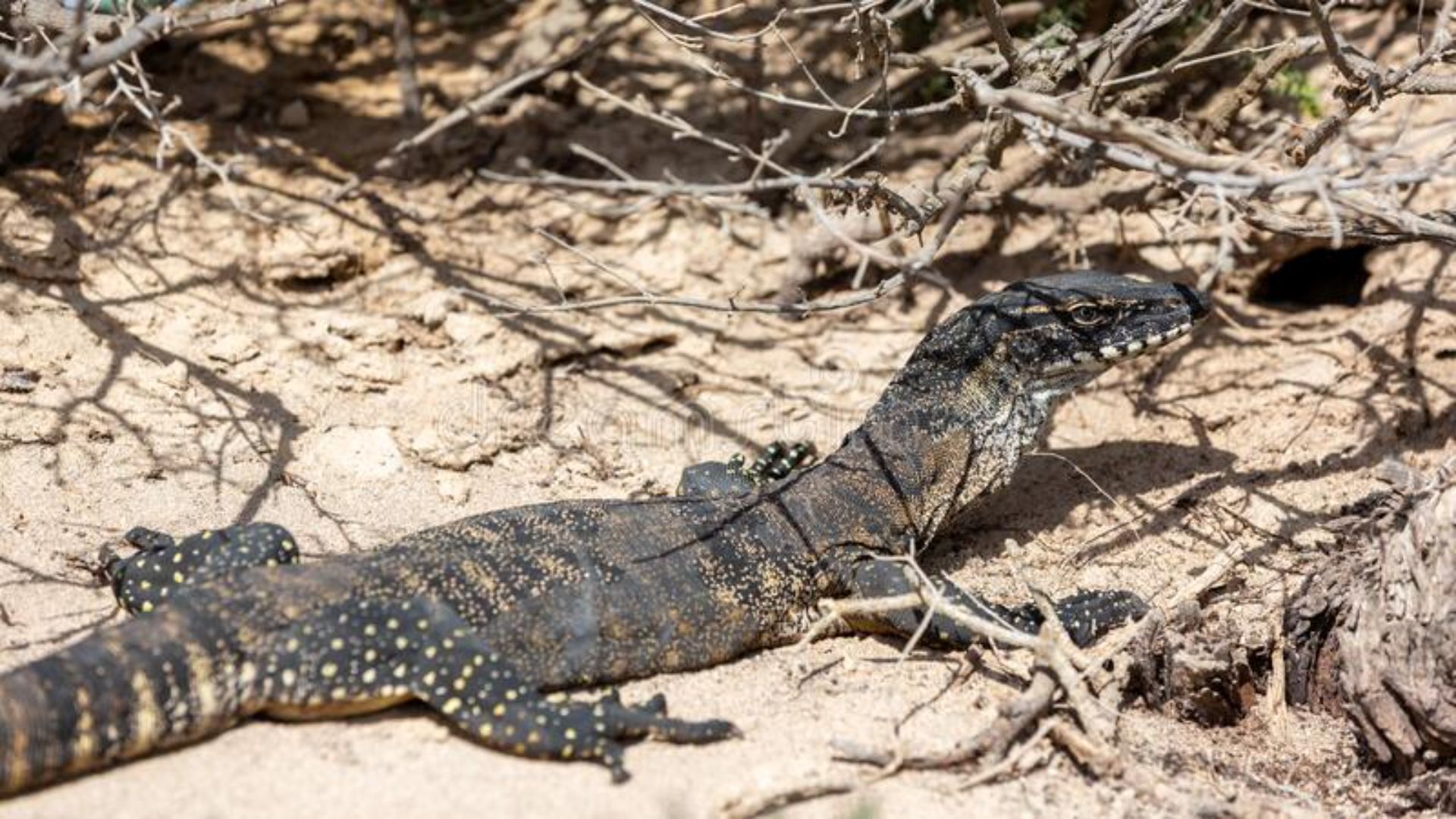 PhD student finds threatened goanna in south-west NSW