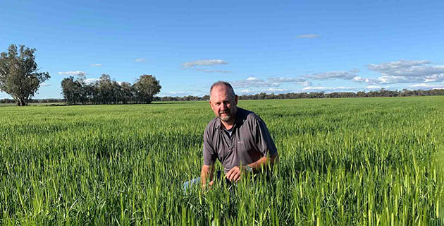 Herbicide resistance in Australian grain cropping card image