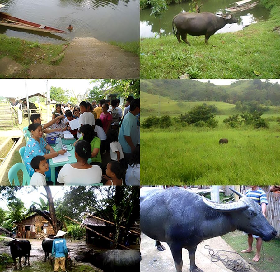 collage imagea of water buffalo, community people