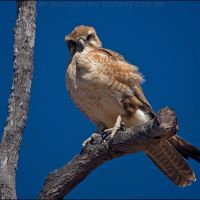 Brown Falcon (<em>Falco berigora</em>)