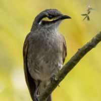 Yellow Faced Honeyeater (<em>Caligavis chrysops</em>)