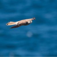 Australian Nankeen Kestral (<em>Falco cenchroides</em>)