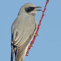 Black-faced cuckoo-shrike (<em>  Coracina novaehollandiae </em>)