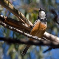 Rufous Whistler (<em>Pachycephala rufiventris</em>)