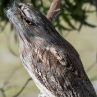 Tawny Frogmouth (<em>Podargus strigoides </em>) Wiradjuri - ngugug.