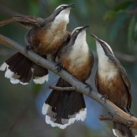 Flagship species Grey-crowned Babbler (<em>  Pomatostomus temporalis </em>) is vulnerable.