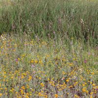 Billy buttons, chocolate lillies & flax lillies (<em> Dianella revoluta </em>)