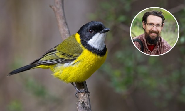 AI Tool set to transform woodland bird conservation