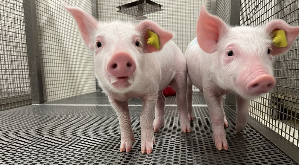 Piglets