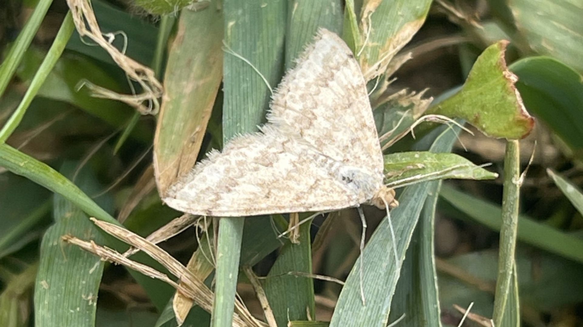 Researchers harnessing power of nature to reduce farmers’ reliance on pesticides 