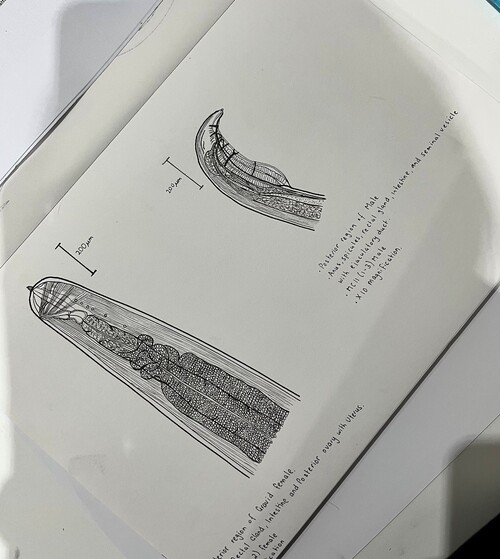 illustrations of parasite