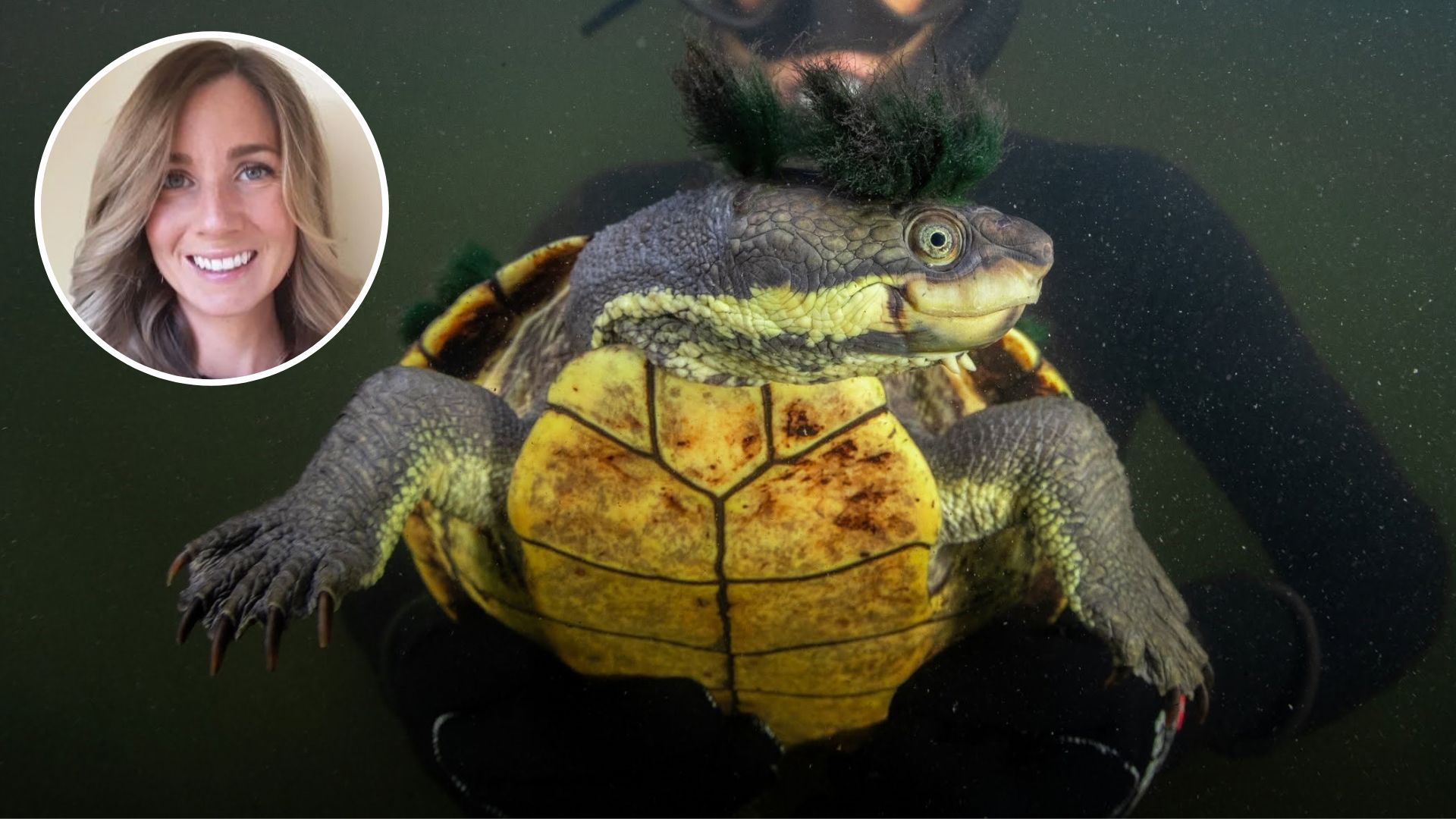 Two native turtles are vying to survive in a coastal Australian river. One doesn’t belong there
