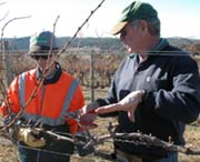 Wangarang Industries employee tackles vine pruning with CSU Vineyard Manager Peter Canon (right). Photo: Holly Manning
