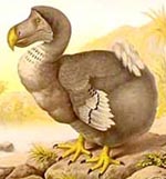 Image of a dodo