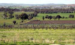 CSU will introduce the University’s first postgraduate degree in viticulture and wine science in 2010.