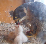 The peregrine falcon with its chick that hatched at CSU at Orange in late 2008.
