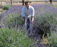 CSU researcher Dr Nigel Urwin surrounded by lavender.