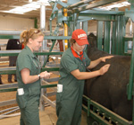 CSU veterinary students at work in the cattle yards 