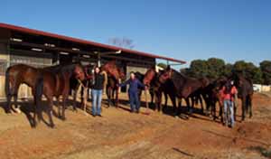 : Ten of the 12 horses based at the Equine Centre at CSU in Wagga Wagga. From left Ms Fiona Schneiders, Dr Glenys Noble and Ms Sarah Hanlon.