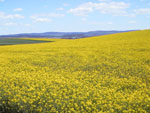 Canola crop
