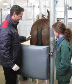 CSU's Dr Gareth Trope with veterinary science student Ms Joelle Tiffin and one of the injured racehorses.