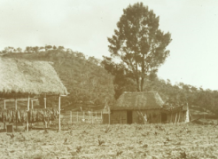 Chinese tobacco plantation Bathurst