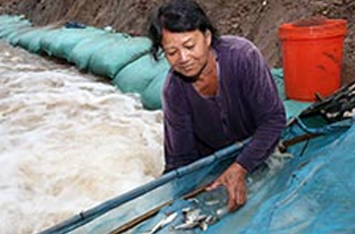 Fishways show the way in Mekong basin