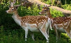 O deer! Behind the conflict between humans and deer in Victoria