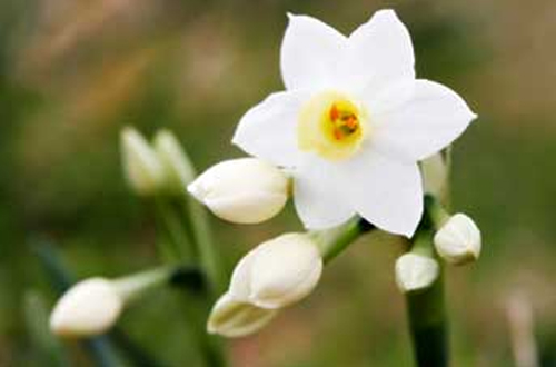 Narcissus or Jonquil - narcissus tazetta