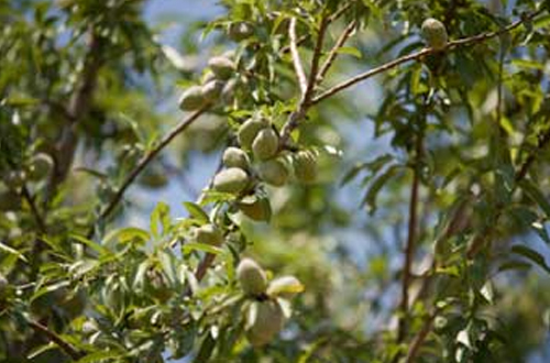 Almond - prunus dulcis